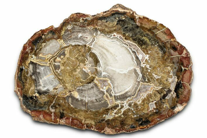 Colorful Petrified Wood (Araucaria) Round - Madagascar #339379